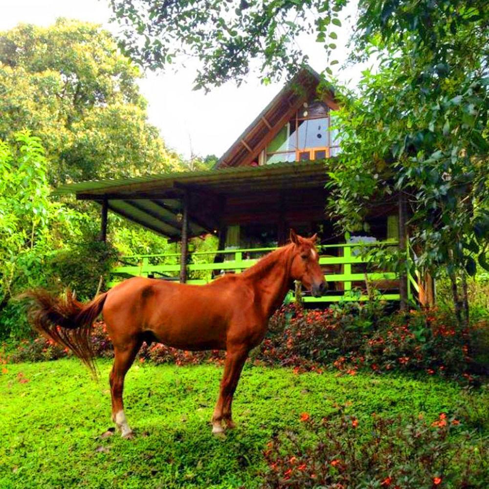 Mindo Eco Chalet Con Rio Y Cascada Екстериор снимка